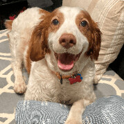Enlarge Honey - 10773 - PA, a Adopted Brittany Spaniel in Altoona, PA image 4/5