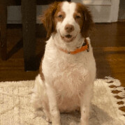 Enlarge Honey - 10773 - PA, a Adopted Brittany Spaniel in Altoona, PA image 5/5