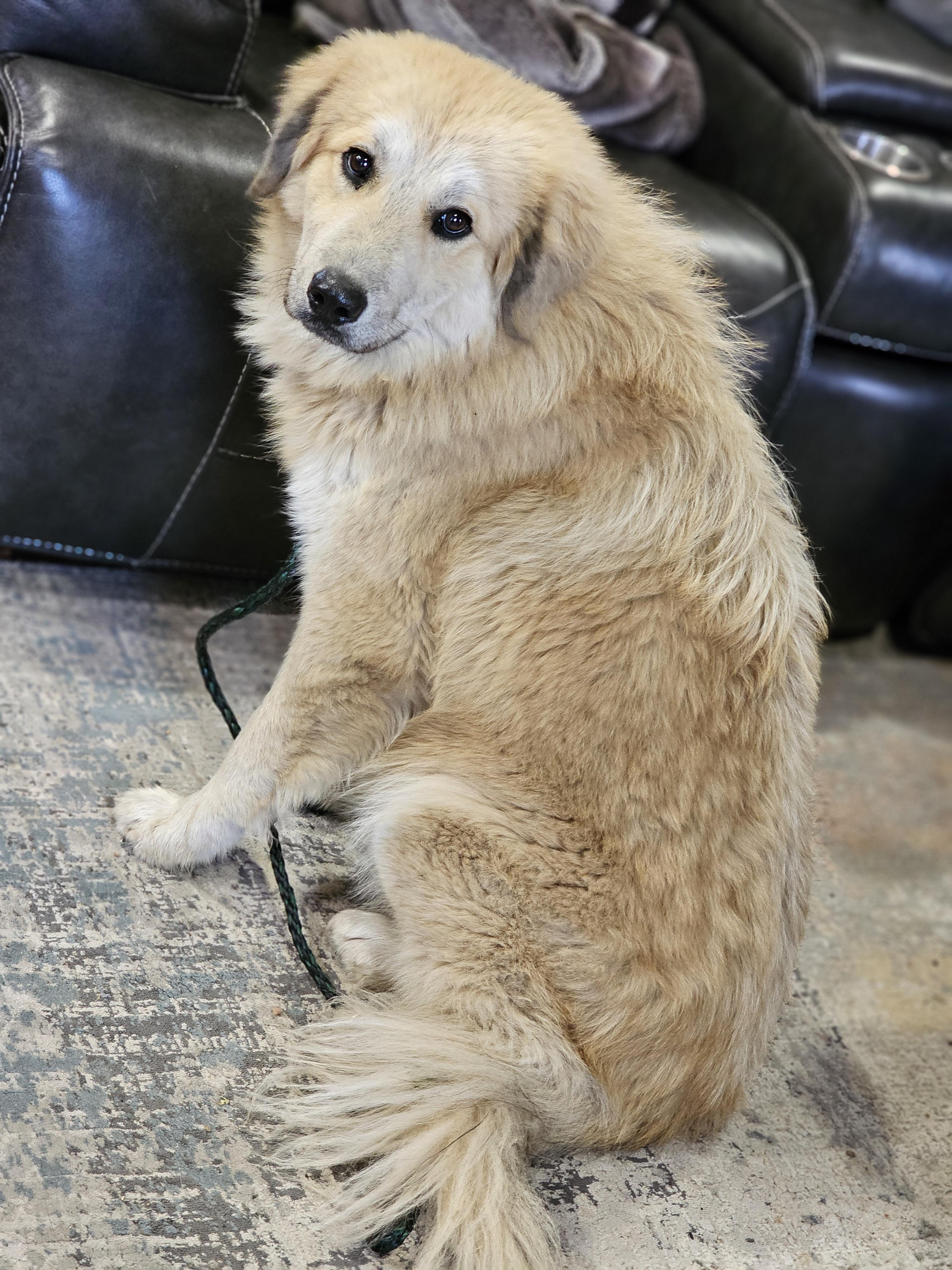 Enlarge Snow Springfield , an adoptable mixed breed in Springfield , IL image 5/6