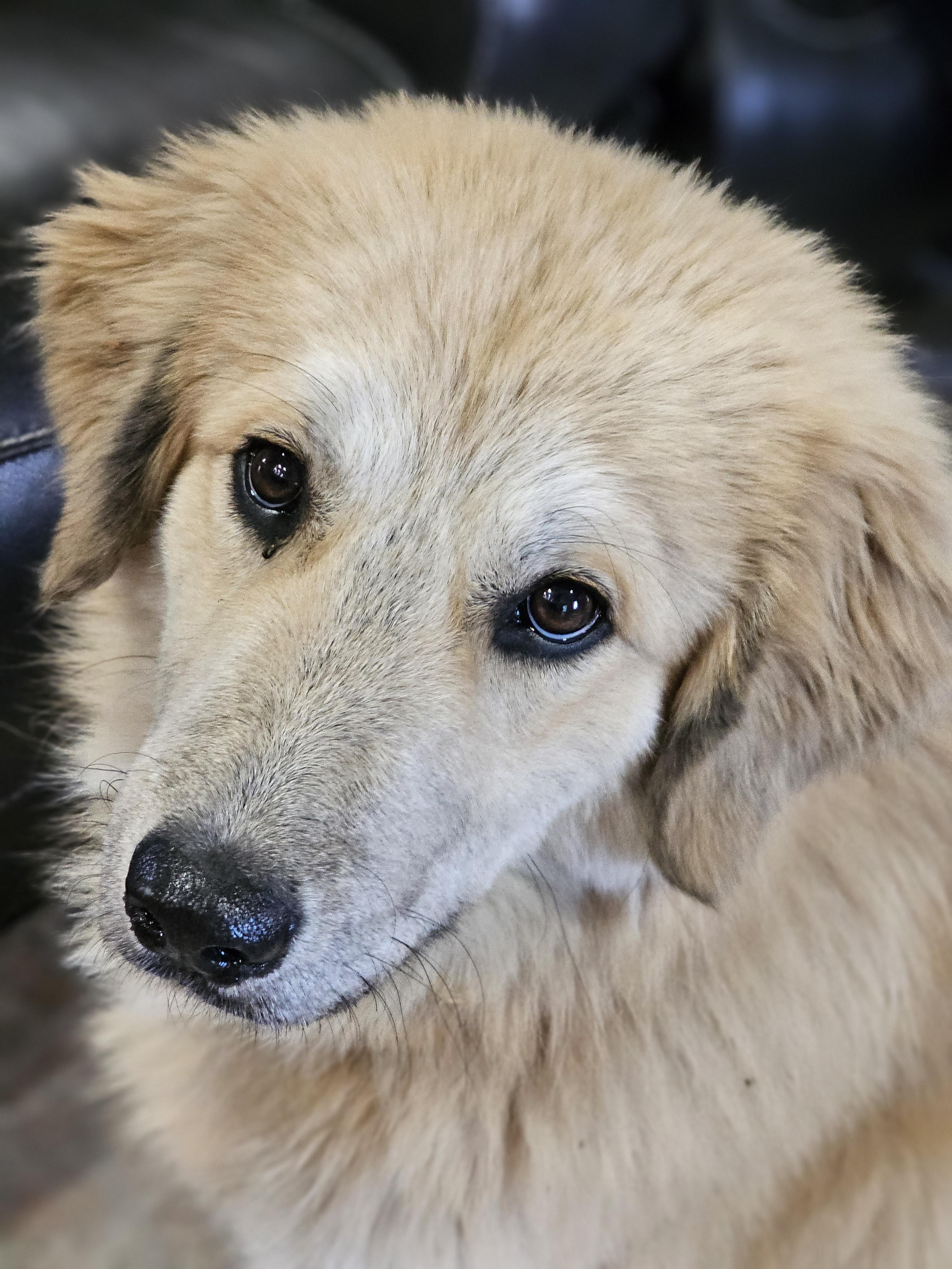 Enlarge Snow Springfield , an adoptable mixed breed in Springfield , IL image 6/6