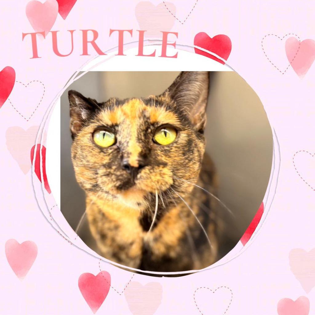 Enlarge Turtle, a Adoptable mixed breed in Rensselaer, IN image 1/1