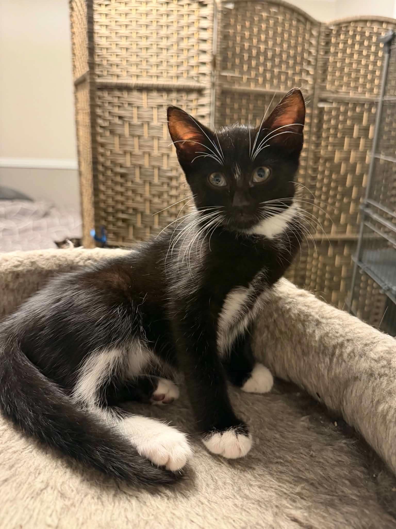 SpongeBob, adopted, Kitten Male Domestic Short Hair.