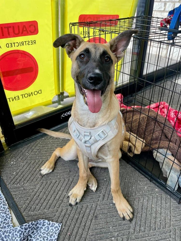 Rapunzel, Adoptable, Young Female Belgian Shepherd / Malinois & Shepherd.