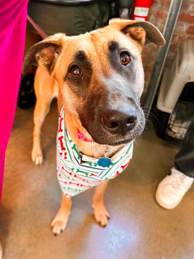 Enlarge Rapunzel, a Adoptable mixed breed in Shawnee, OK image 2/6