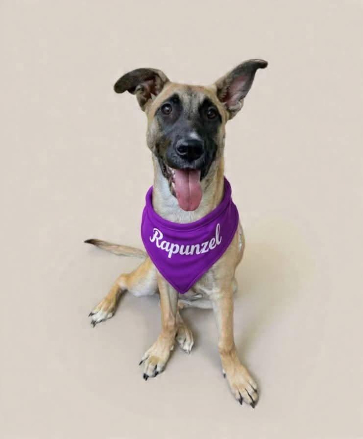 Enlarge Rapunzel, a Adoptable mixed breed in Shawnee, OK image 3/6