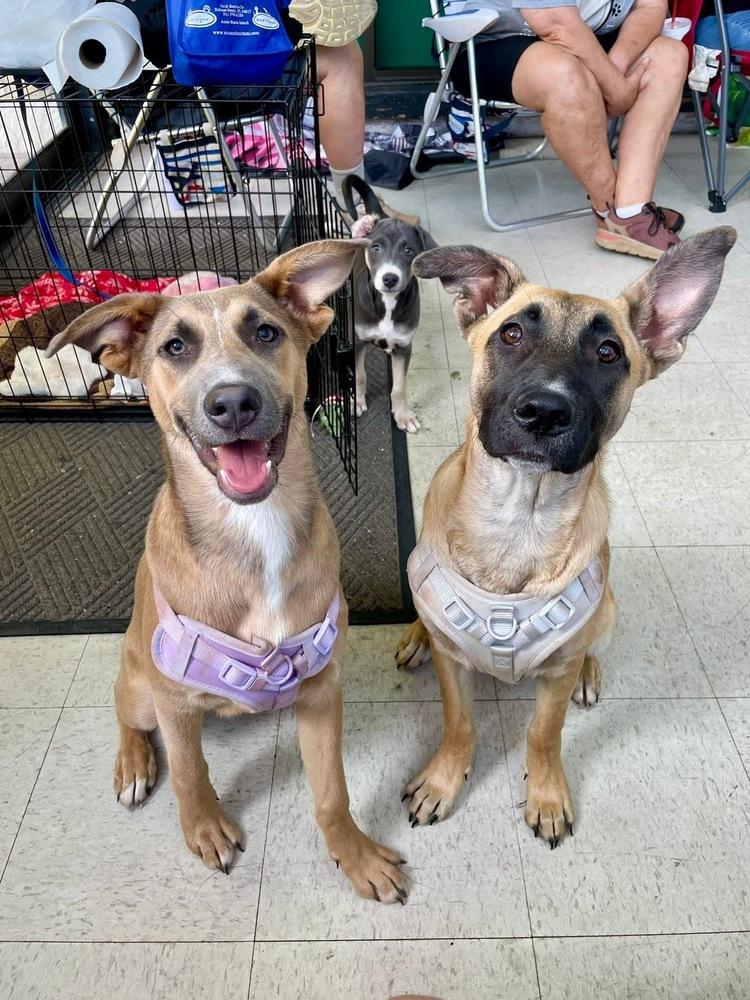 Enlarge Rapunzel, a Adoptable mixed breed in Shawnee, OK image 4/6