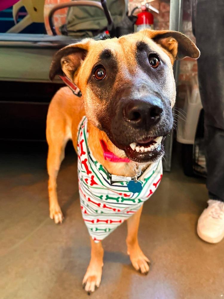 Enlarge Rapunzel, a Adoptable mixed breed in Shawnee, OK image 5/6