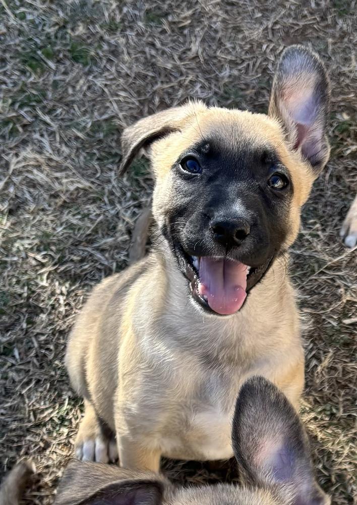 Enlarge Rapunzel, a Adoptable mixed breed in Shawnee, OK image 6/6