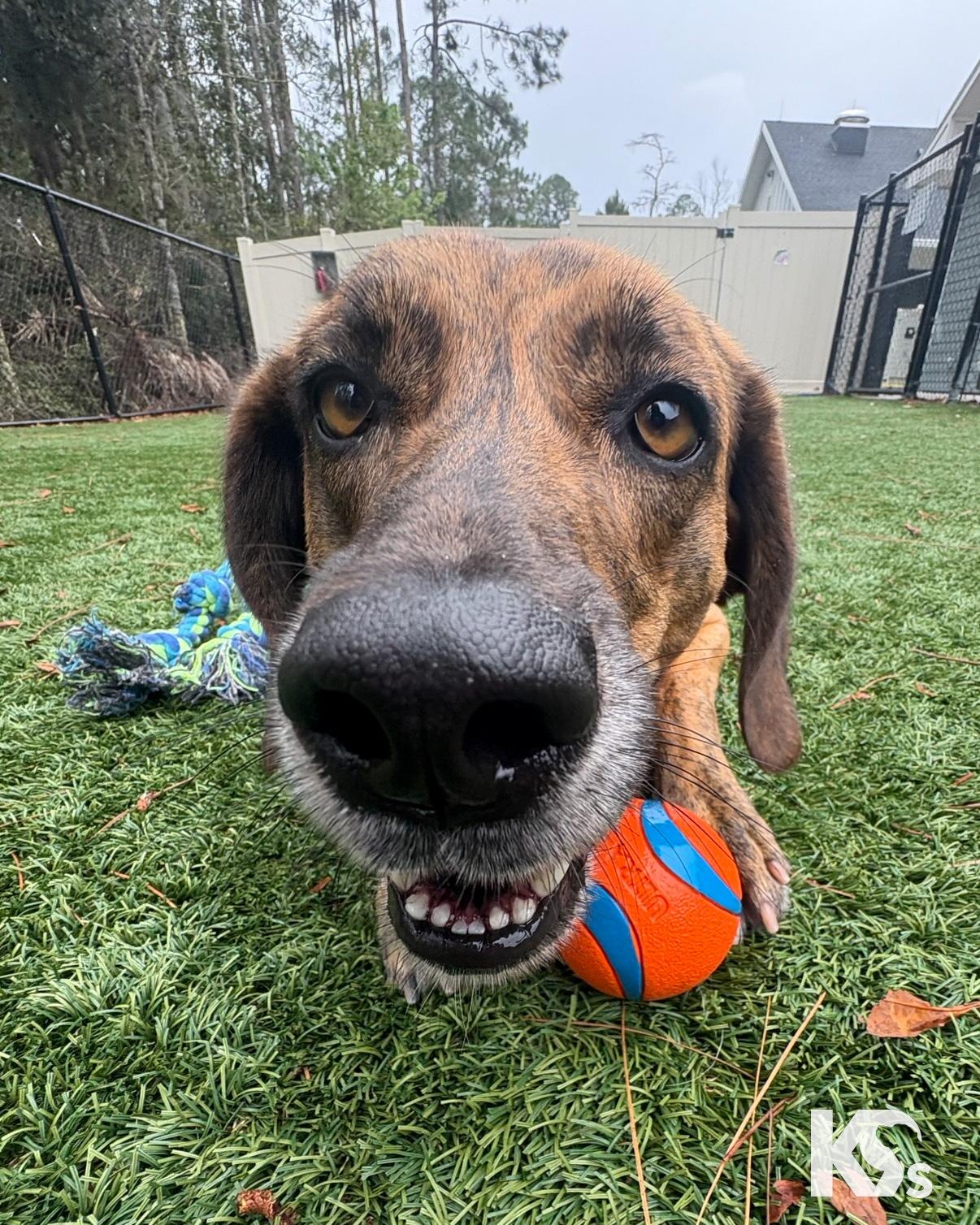 Enlarge Geo, an adopted mixed breed in Ponte Vedra, FL image 5/6