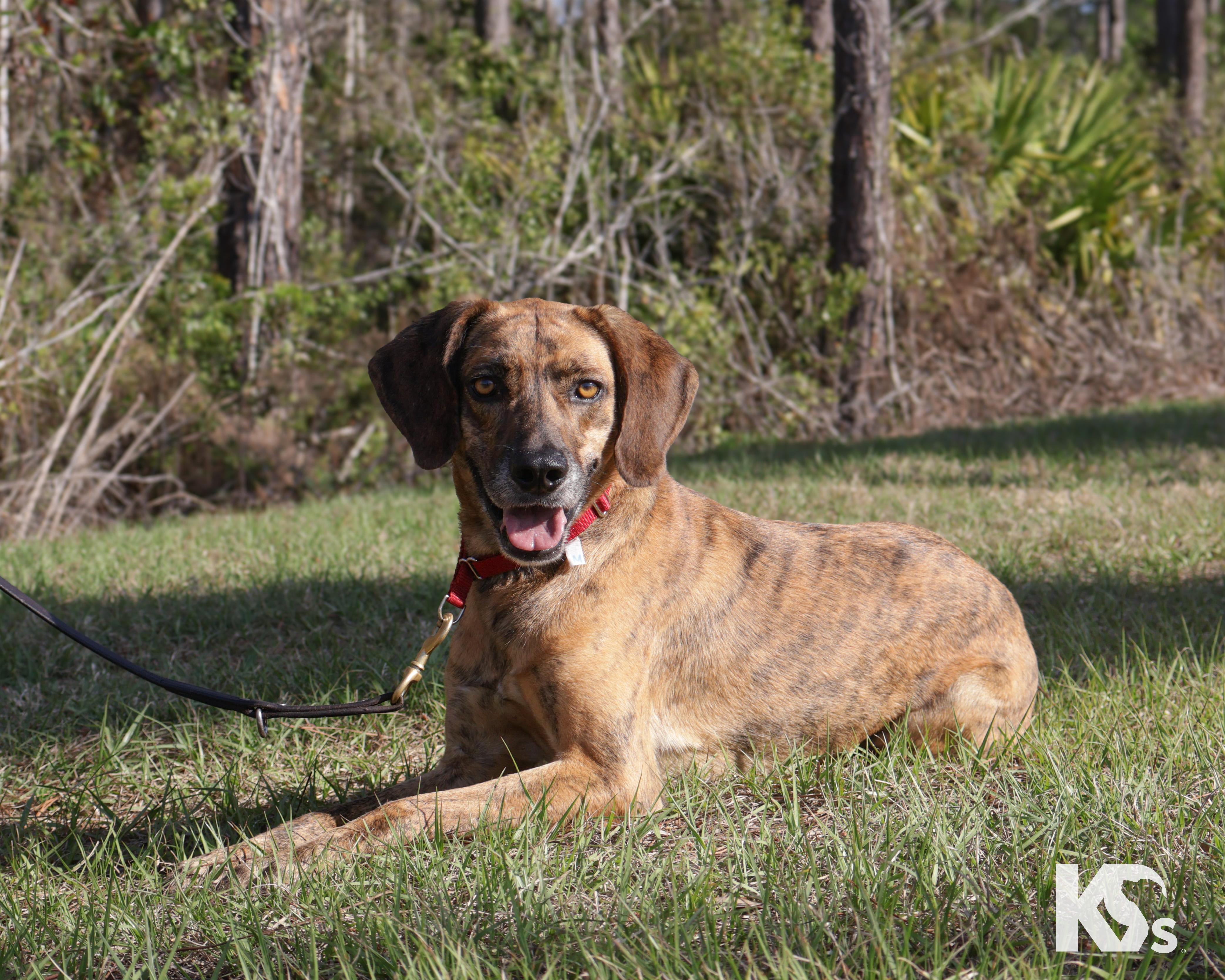 Enlarge Geo, an adopted mixed breed in Ponte Vedra, FL image 2/6