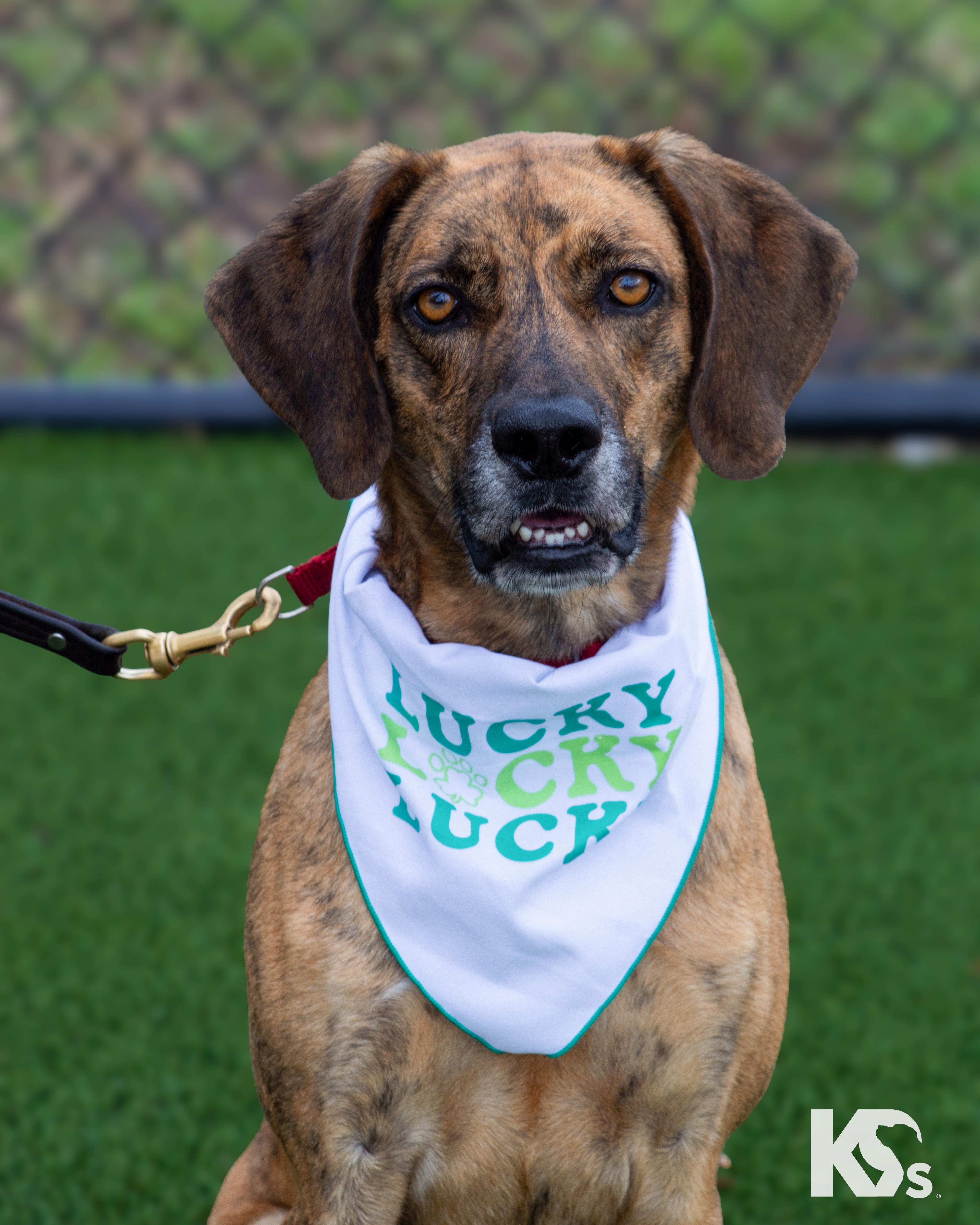Geo, adopted, Young Male Plott Hound & Coonhound.