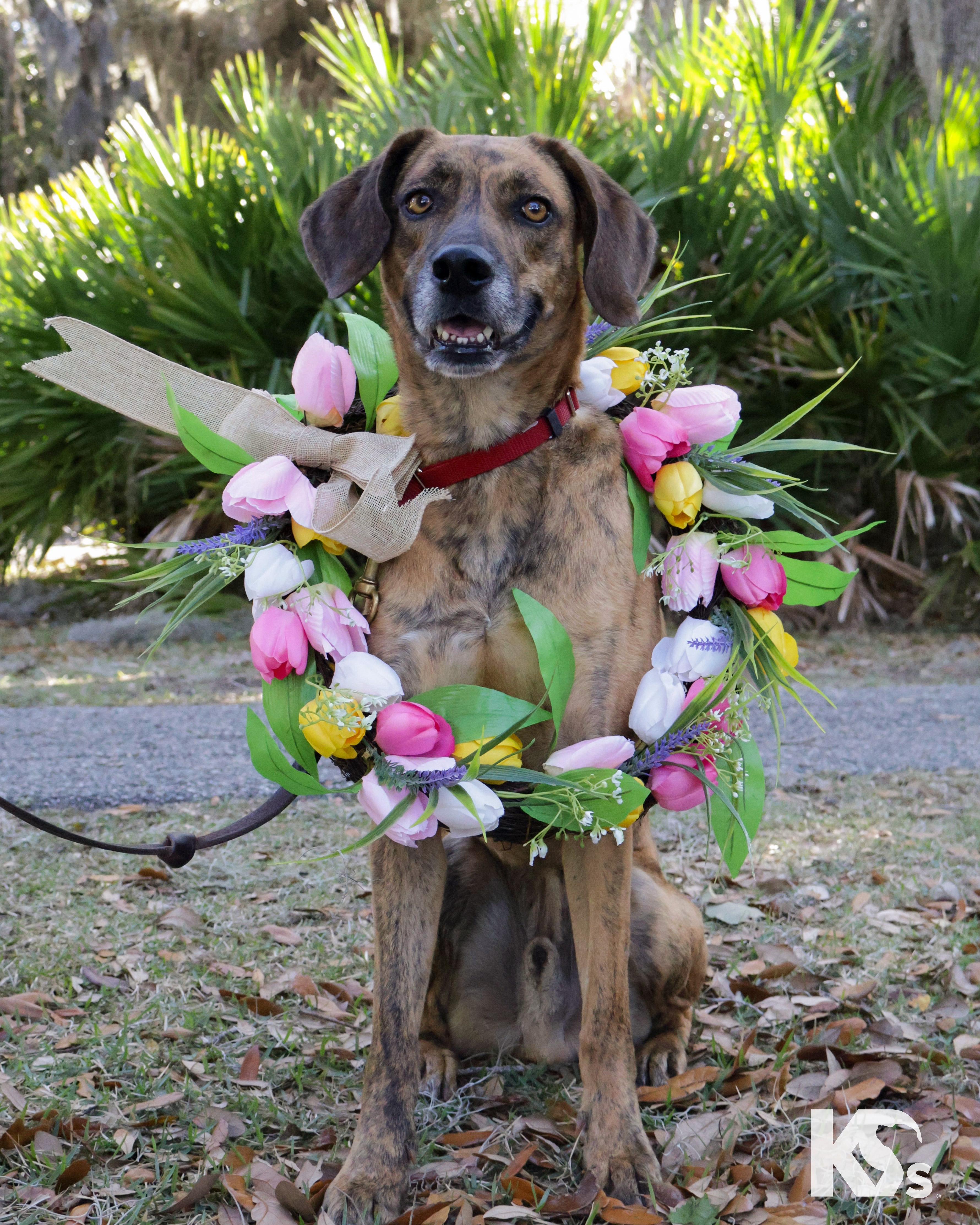 Enlarge Geo, an adopted mixed breed in Ponte Vedra, FL image 6/6
