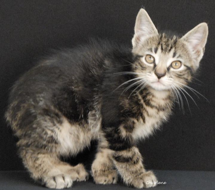 Enlarge Bonfire, a Adoptable Domestic Short Hair in Newland, NC image 1/1