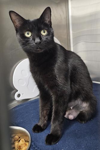 Peony, Adoptable, Adult Female Domestic Short Hair.