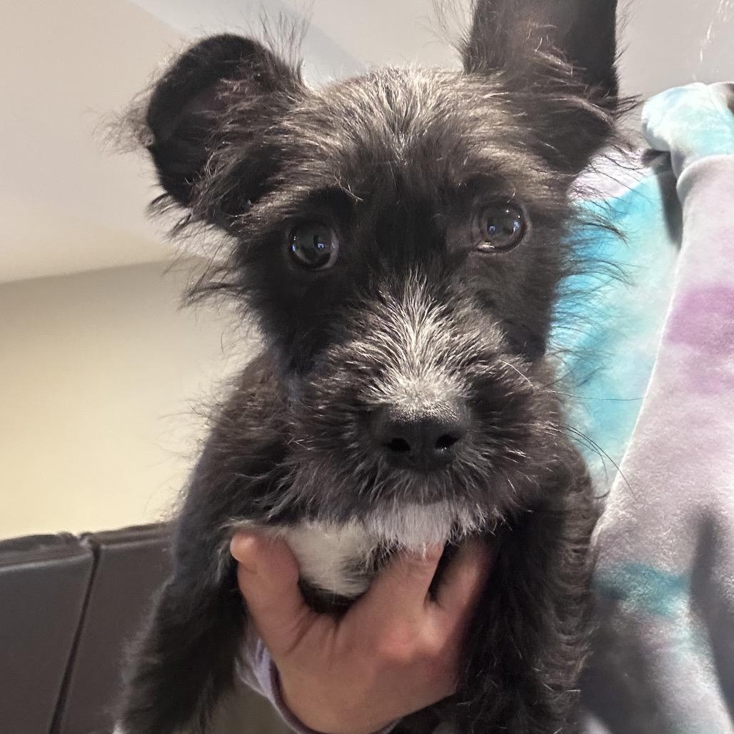 Waffles, Adoptable, Puppy Female Terrier.