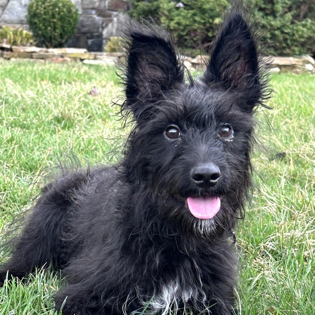 Enlarge Waffles, a Adoptable Terrier in Rockville, MD image 2/4
