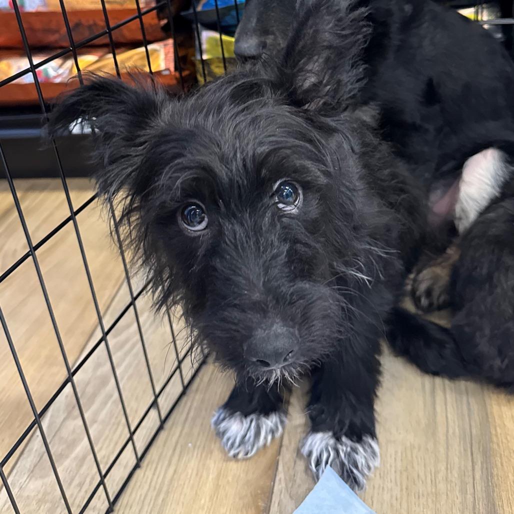 Enlarge Waffles, a Adoptable Terrier in Rockville, MD image 2/3