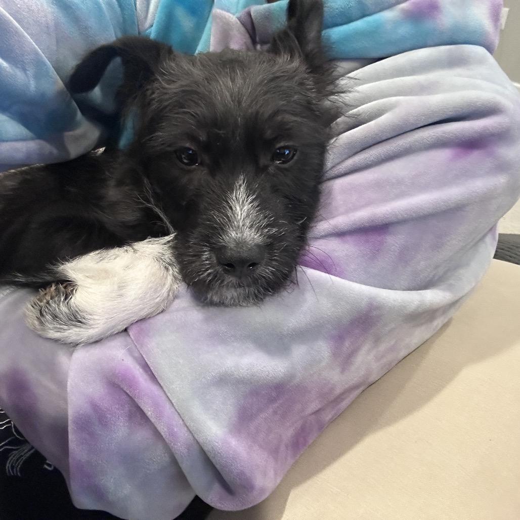 Enlarge Waffles, a Adoptable Terrier in Rockville, MD image 3/3