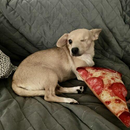 Enlarge Sierra, a Adoptable mixed breed in Henderson, NV image 1/1