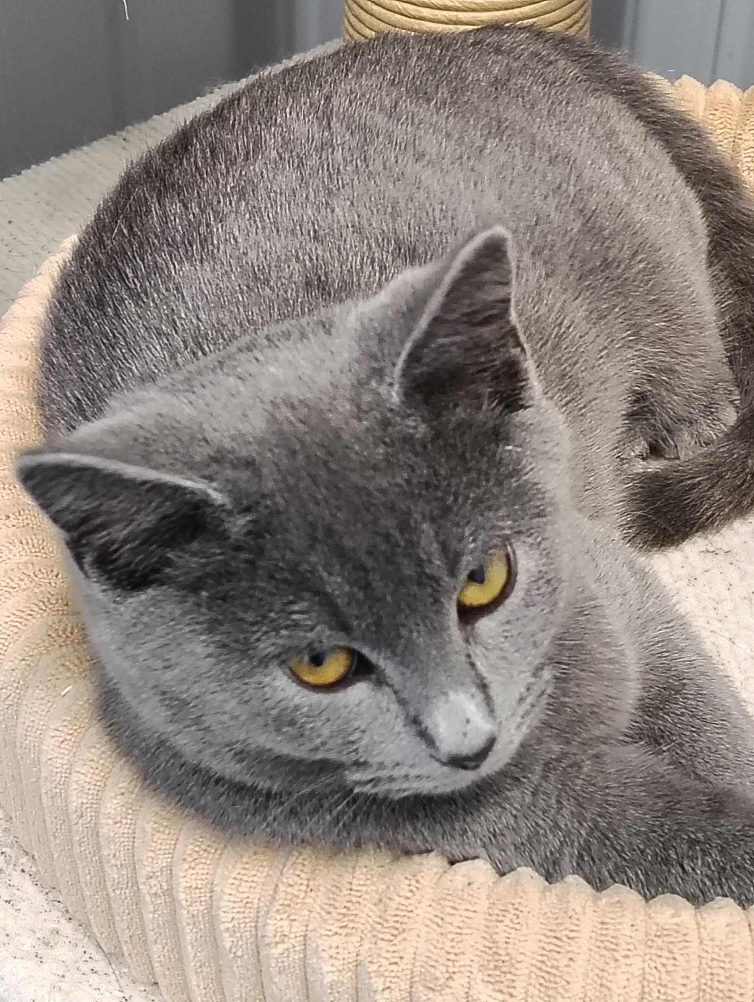 Belle, adopted, Young Female Domestic Short Hair.