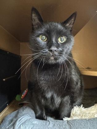 Enlarge Sonny, a Adoptable Domestic Short Hair in Hamilton, NJ image 1/1