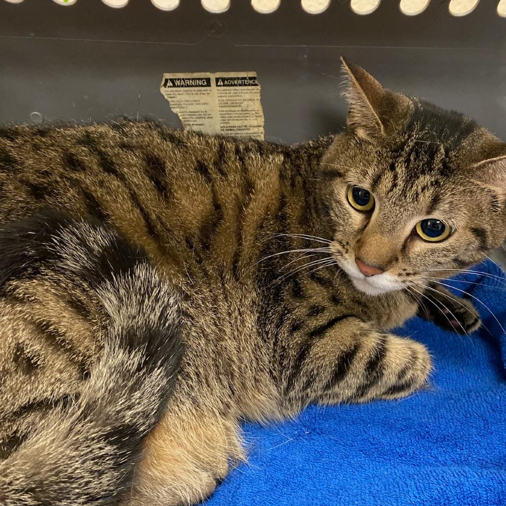 Enlarge Martha-30661, a Adoptable Domestic Short Hair in Bartlett, TN image 2/2