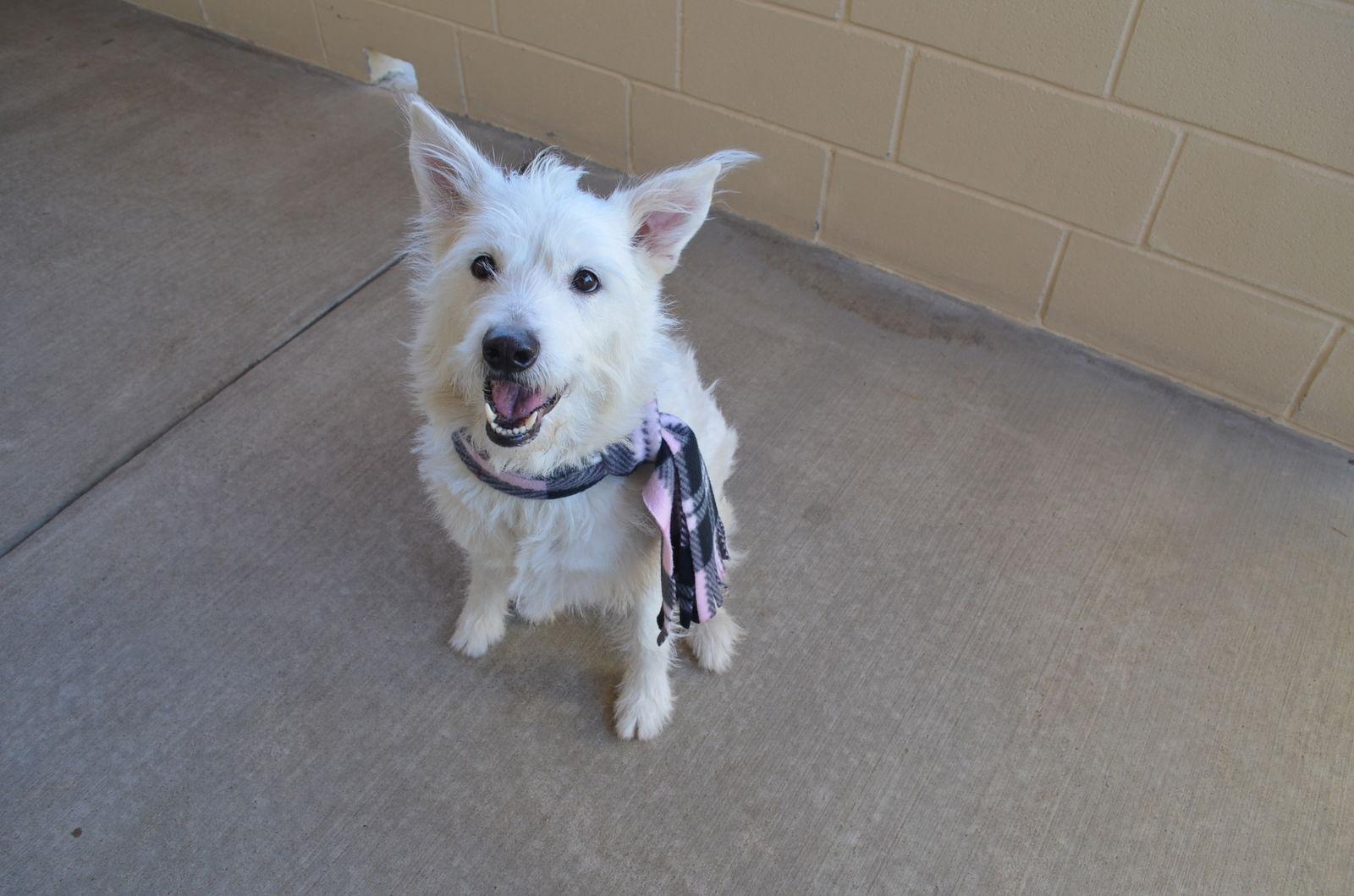 Mannah, Adoptable, Adult Female Shepherd.