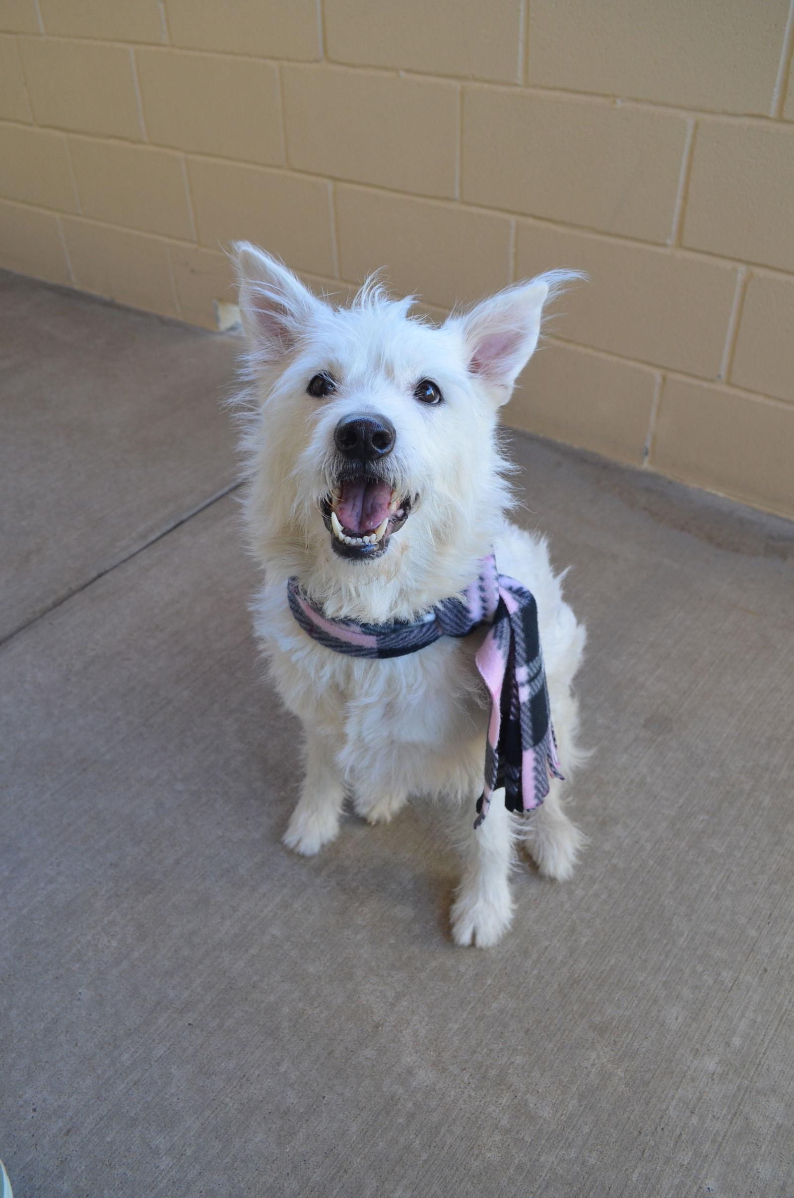 Enlarge Mannah, a Adoptable Shepherd in McKinney, TX image 2/3