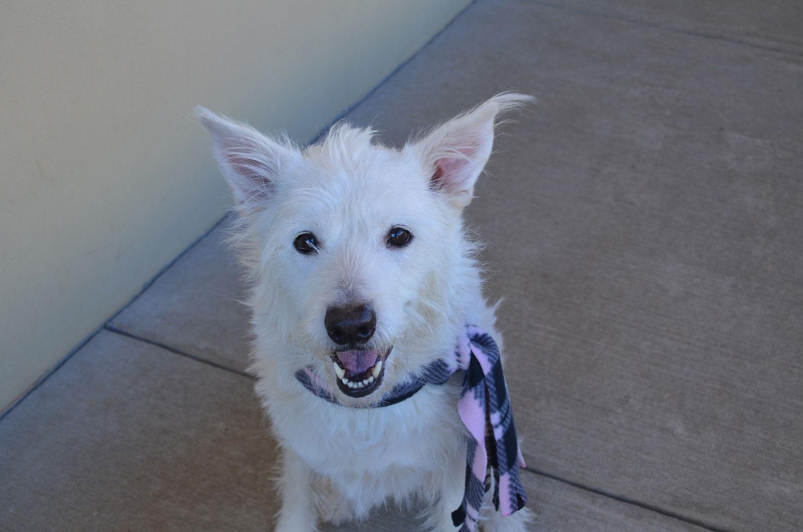Enlarge Mannah, a Adoptable Shepherd in McKinney, TX image 3/3