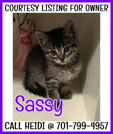 Sassy - COURTESY LISTING, Baby Female Domestic Long Hair