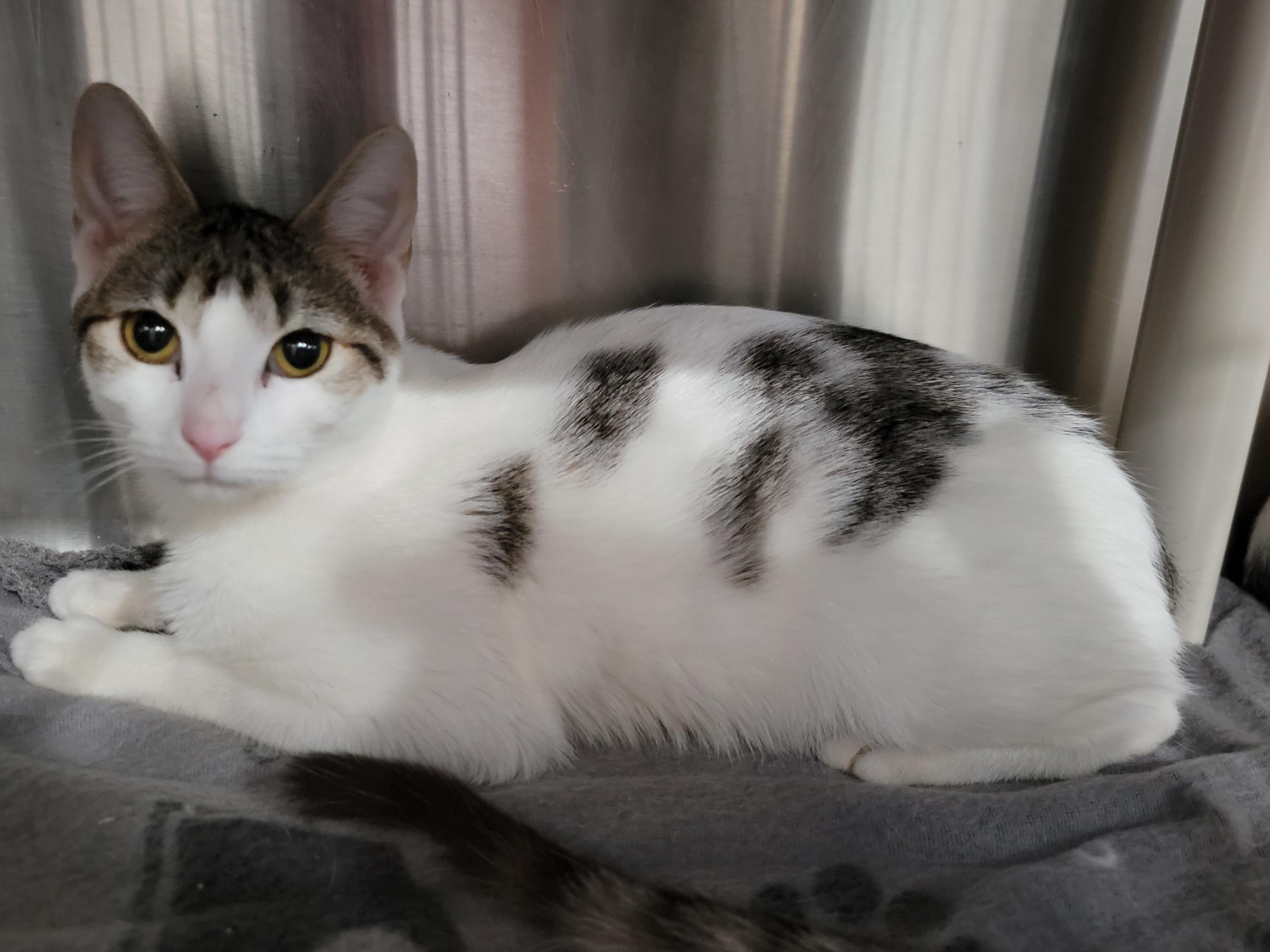 Enlarge Willow, a Adoptable Domestic Short Hair in Hornell, NY image 1/1