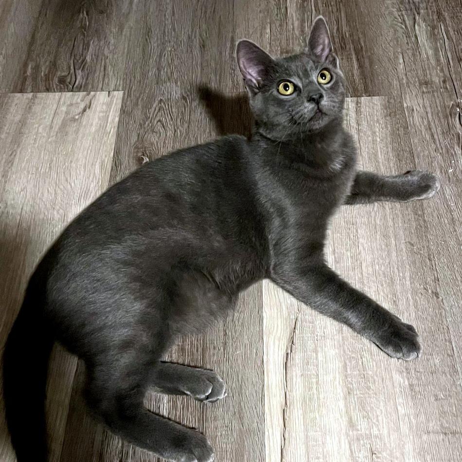 Enlarge Melon, an adopted Domestic Short Hair in Pittsburgh, PA image 3/6