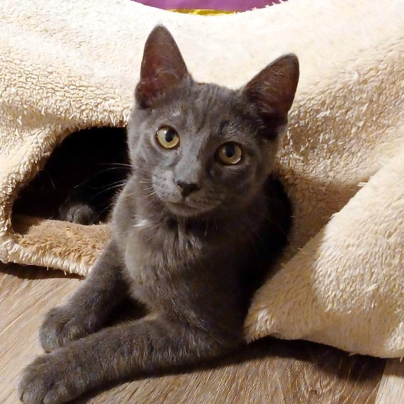 Enlarge Melon, an adopted Domestic Short Hair in Pittsburgh, PA image 5/6