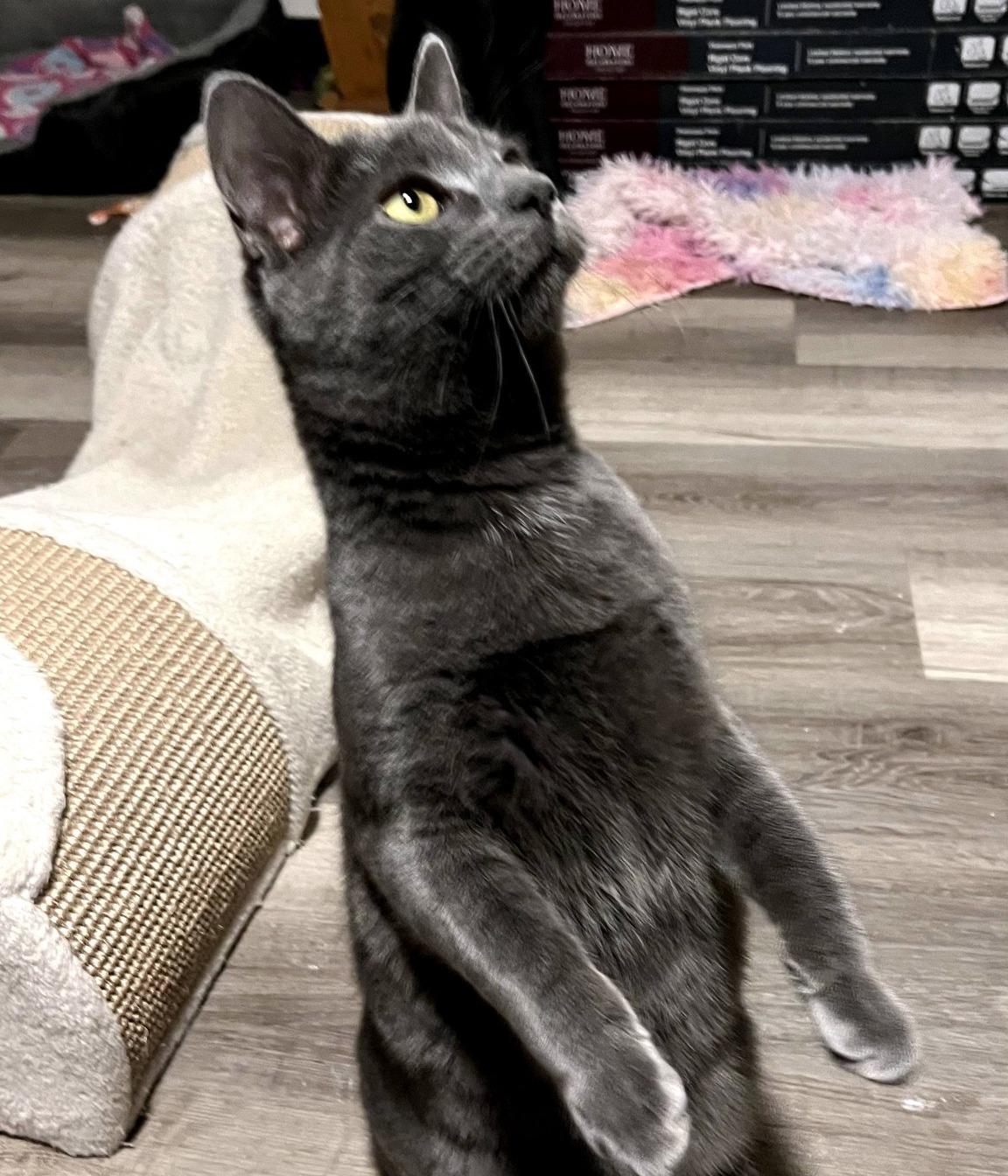 Enlarge Melon, an adopted Domestic Short Hair in Pittsburgh, PA image 6/6