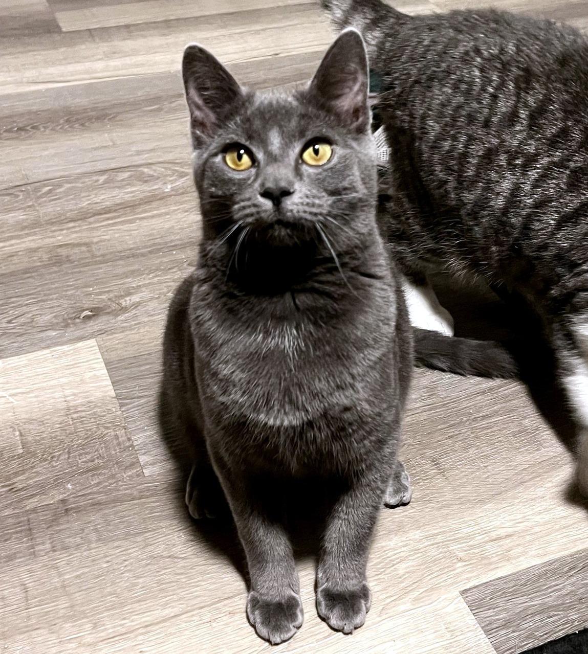 Enlarge Melon, an adopted Domestic Short Hair in Pittsburgh, PA image 2/6