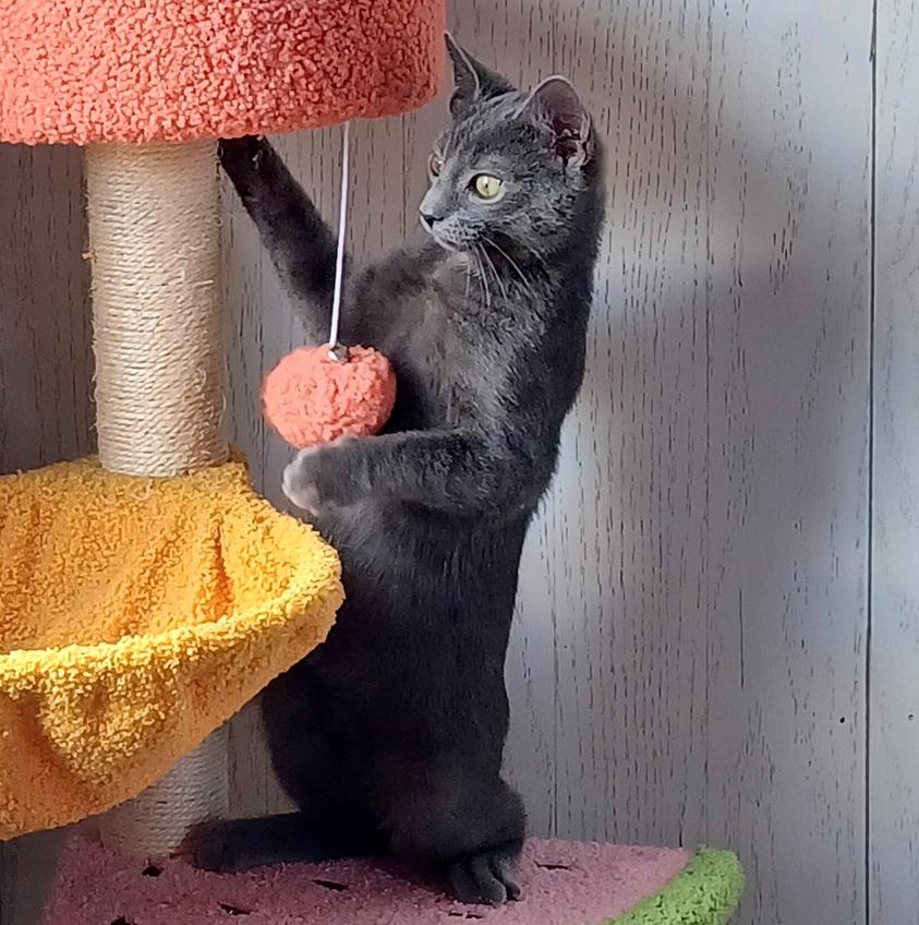 Enlarge Melon, an adopted Domestic Short Hair in Pittsburgh, PA image 4/6