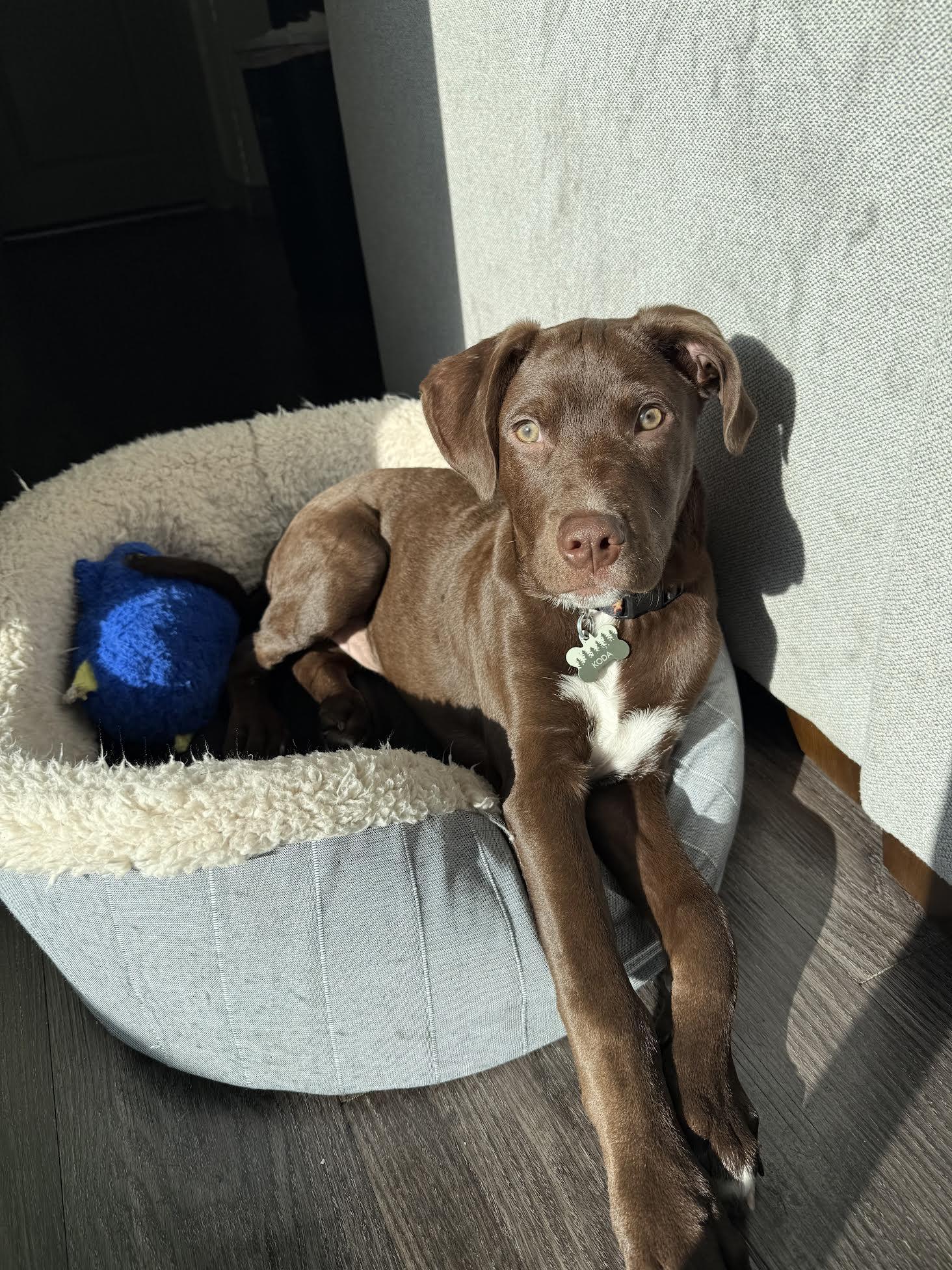 Enlarge Koda Dane mix, a ADOPTABLE mixed breed in Las Vegas, NV image 2/2