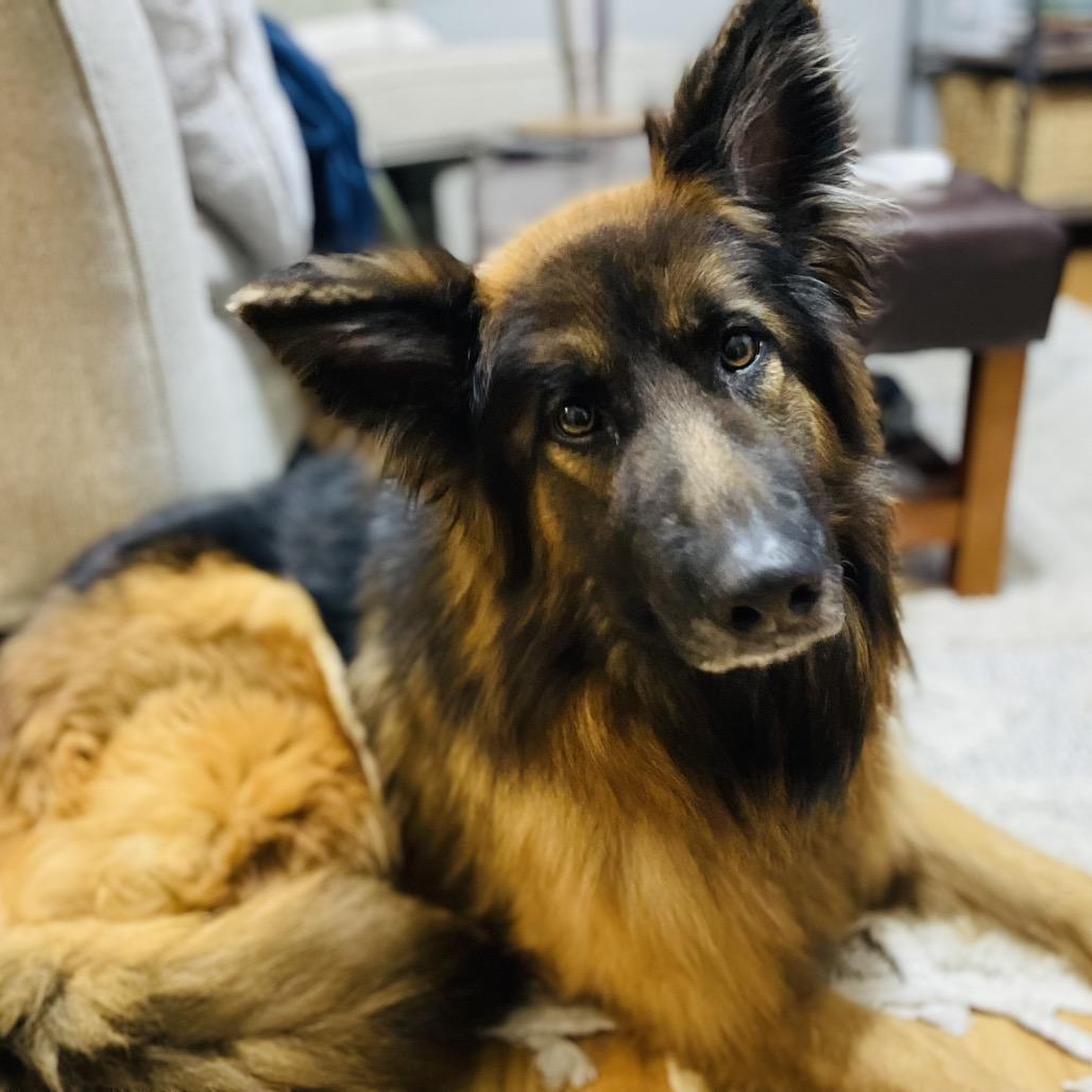 Jojo, Adoptable, Adult Female German Shepherd Dog.