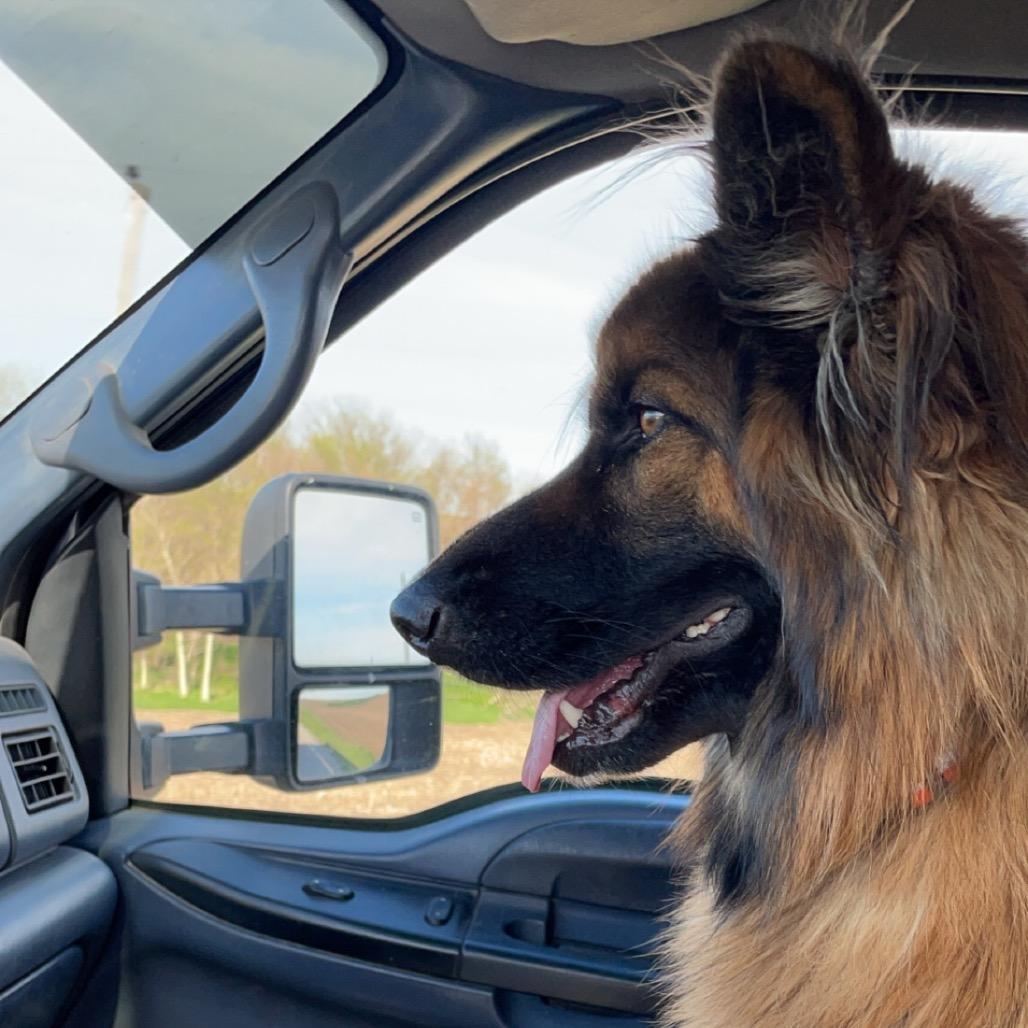 Enlarge Jojo, a Adoptable German Shepherd Dog in Van Horne, IA image 1/3
