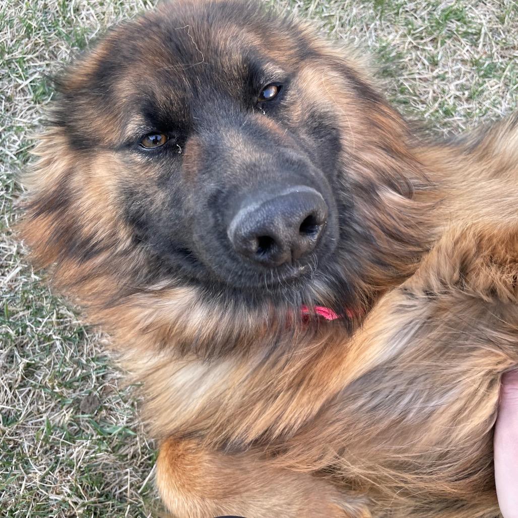 Enlarge Jojo, a Adoptable German Shepherd Dog in Van Horne, IA image 2/3
