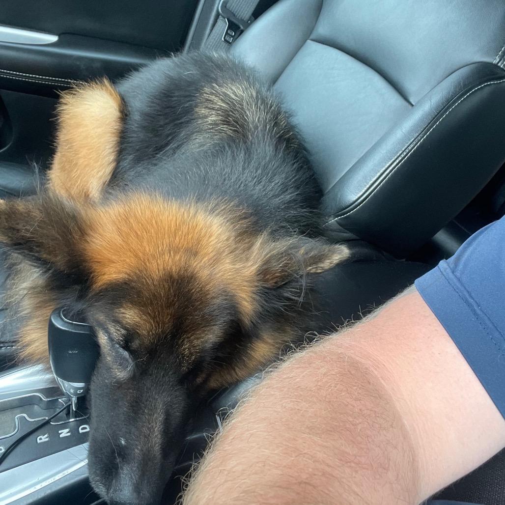 Enlarge Jojo, a Adoptable German Shepherd Dog in Van Horne, IA image 3/3