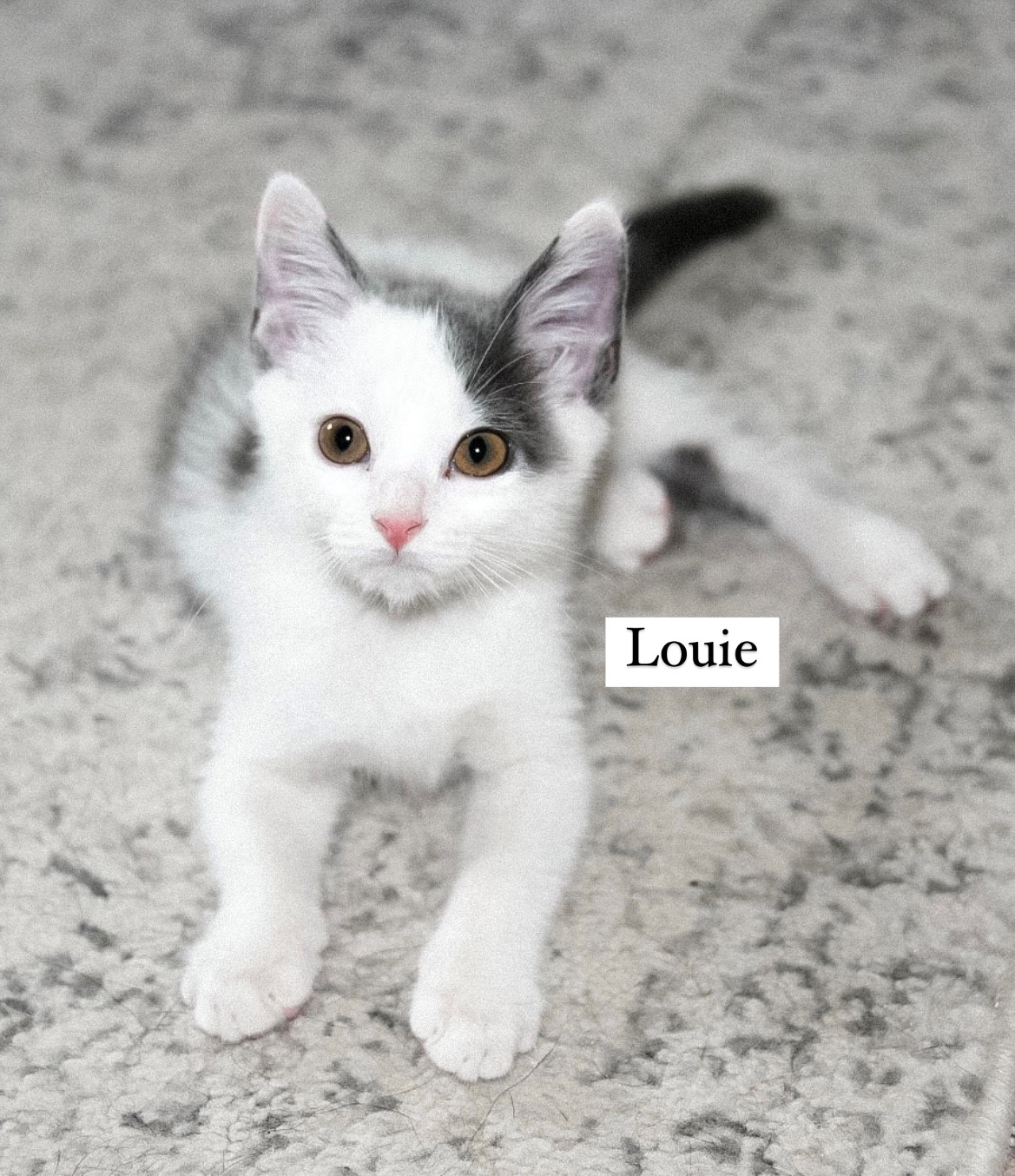 Louie & Brody, Adopted, Kitten Male Domestic Short Hair.