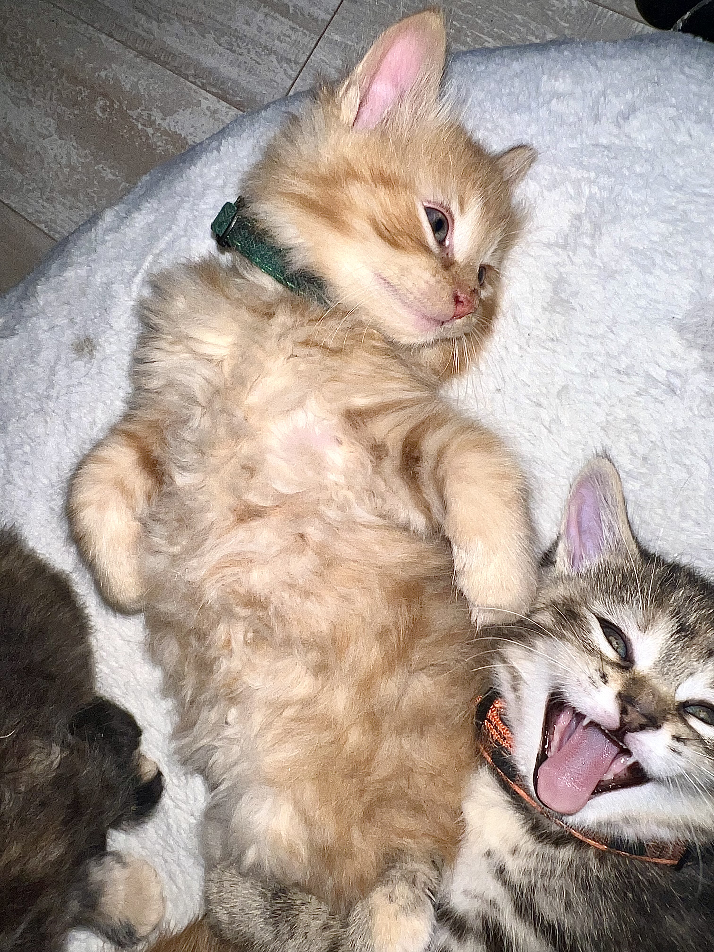 Enlarge Linden, a Adopted Domestic Medium Hair in Lansing, MI image 1/4