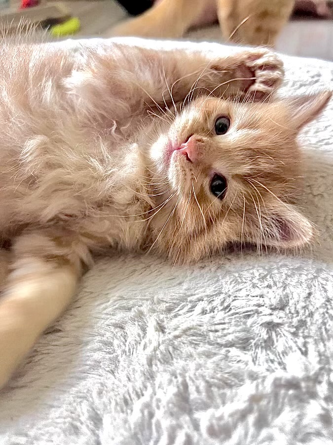 Enlarge Linden, a Adopted Domestic Medium Hair in Lansing, MI image 2/4