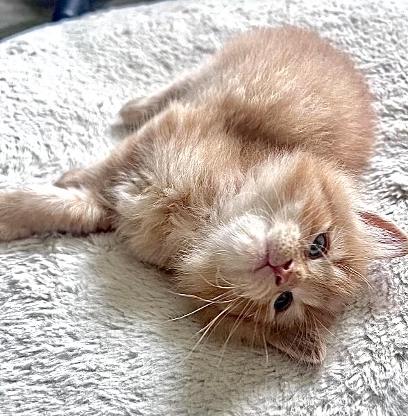 Enlarge Linden, a Adopted Domestic Medium Hair in Lansing, MI image 3/4