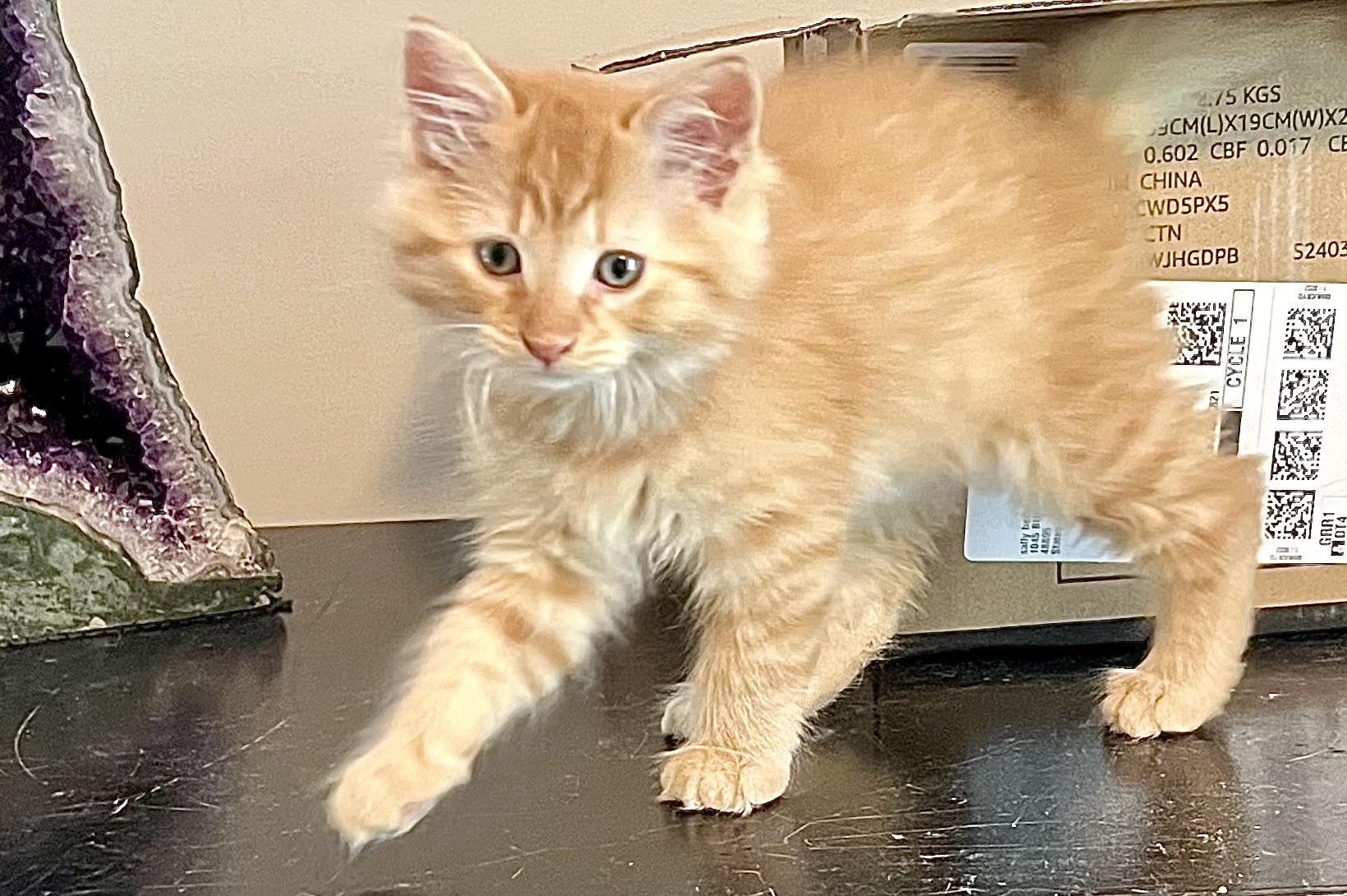 Enlarge Linden, a Adopted Domestic Medium Hair in Lansing, MI image 4/4