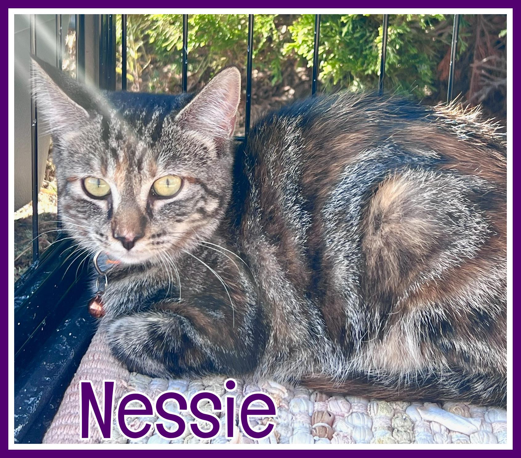 Enlarge Nessie, a Adoptable Domestic Short Hair in Valley City, ND image 1/2