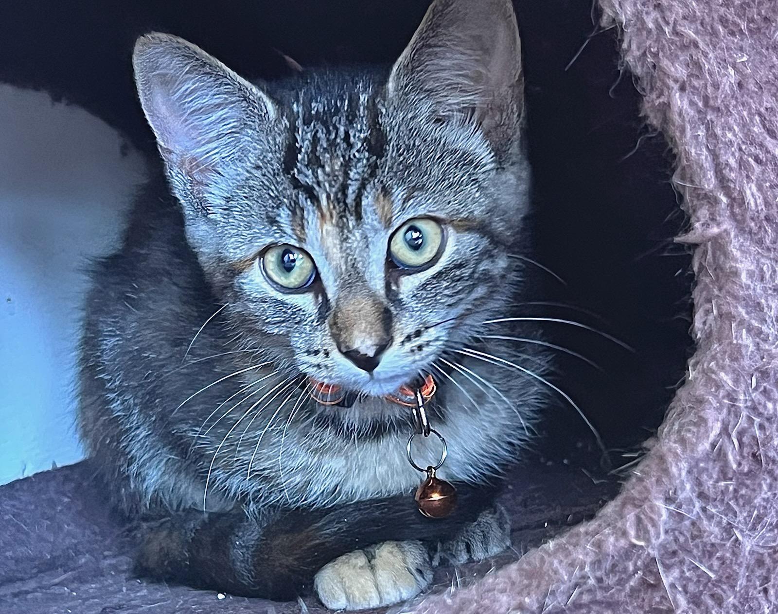 Enlarge Nessie, a Adoptable Domestic Short Hair in Valley City, ND image 2/2
