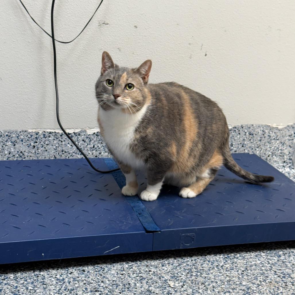 Enlarge Jiji, a Adoptable American Shorthair in Great Falls, MT image 1/4