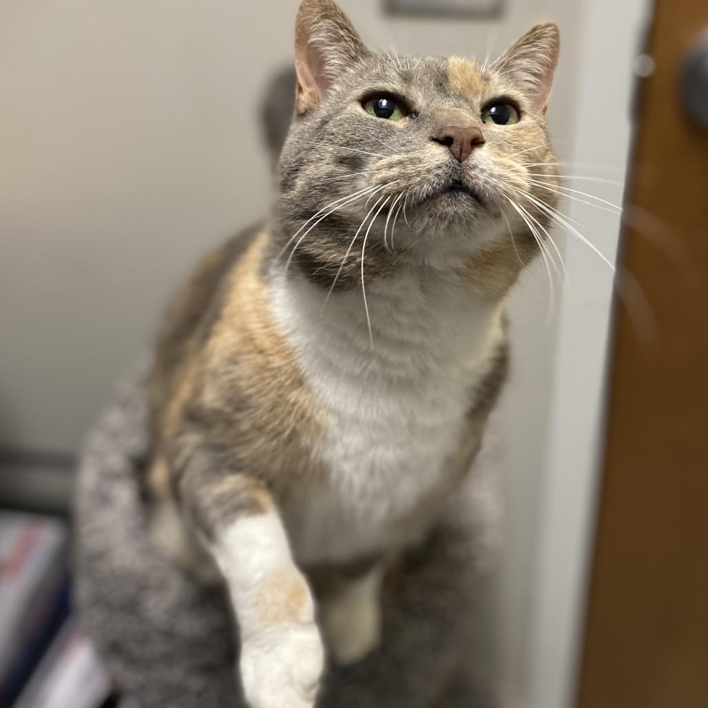 Enlarge Jiji, a Adoptable American Shorthair in Great Falls, MT image 2/4